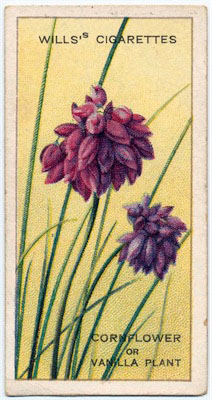 cigarette card front