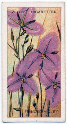 cigarette card front