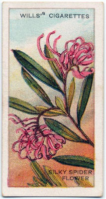 cigarette card front