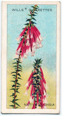 cigarette card front