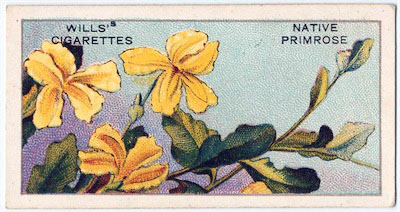 cigarette card front