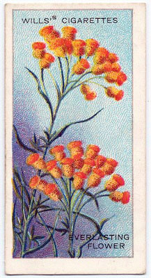 cigarette card front