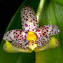 Carparomorchis baileyi