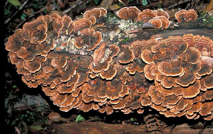 Trametes versicolor 