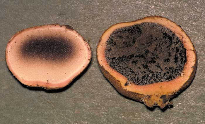 photo: Scleroderma sp.