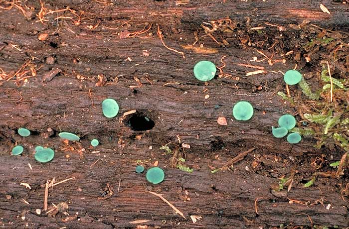 photo: Chlorociboria aeruginascens