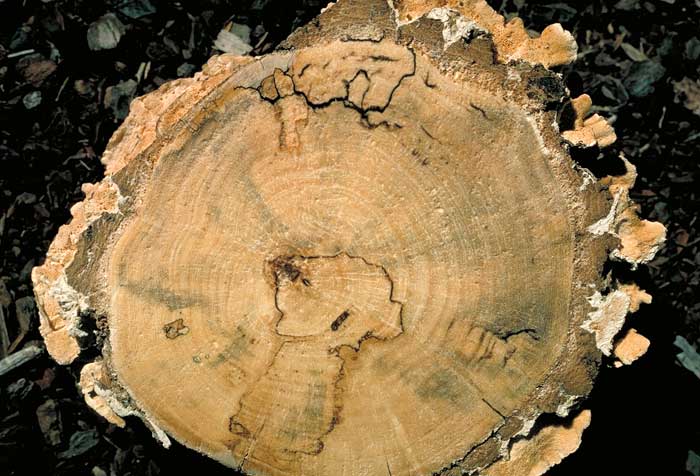 photo: Trametes versicolor on tree section