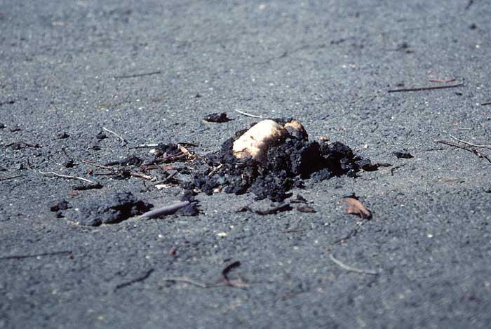 Pisolithus sp. - pushing up through bitumen