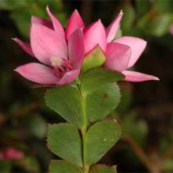 Boronia serrulata