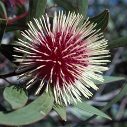 Hakea laurina