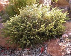 Grevillea dryandroides