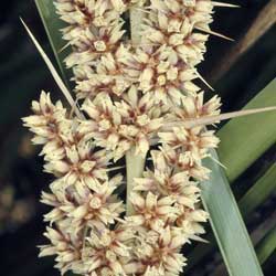 Lomandra longifolia