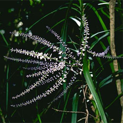 Cordyline stricta