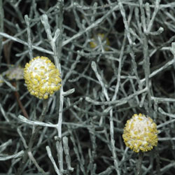 Leucophyta brownii inflorescences