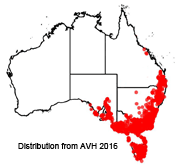 Poa labillardierei distribution