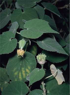 APII jpeg image of Abutilon julianae  © contact APII