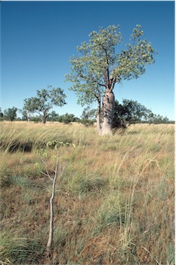 APII jpeg image of Adansonia gregorii  © contact APII