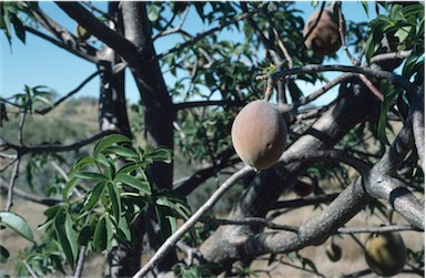 APII jpeg image of Adansonia gregorii  © contact APII