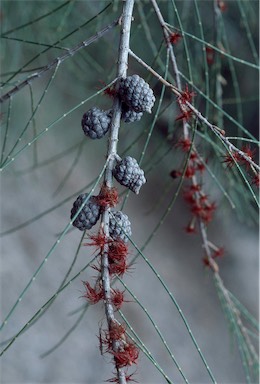 APII jpeg image of Allocasuarina gymnanthera  © contact APII