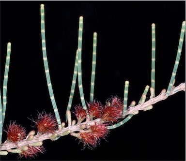 APII jpeg image of Allocasuarina lehmanniana subsp. ecarinata  © contact APII