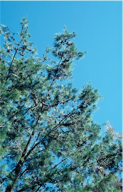 APII jpeg image of Allocasuarina torulosa  © contact APII