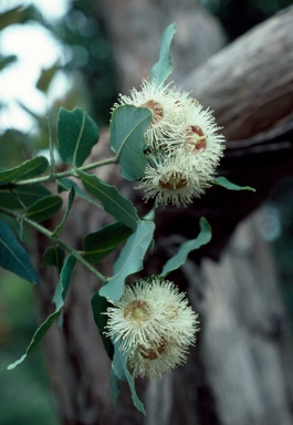 APII jpeg image of Angophora hispida  © contact APII