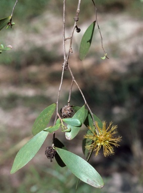 APII jpeg image of Asteromyrtus symphyocarpa  © contact APII