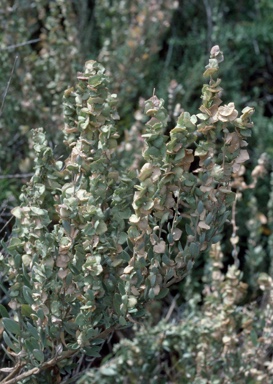 APII jpeg image of Atriplex paludosa  © contact APII