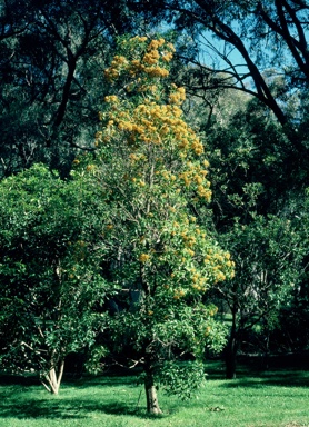 APII jpeg image of Auranticarpa rhombifolia  © contact APII