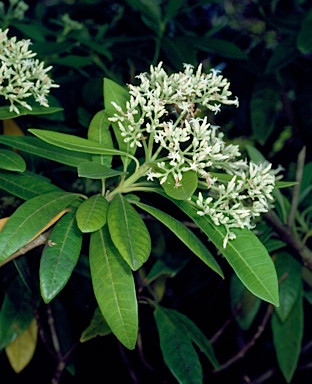 APII jpeg image of Alstonia muelleriana  © contact APII