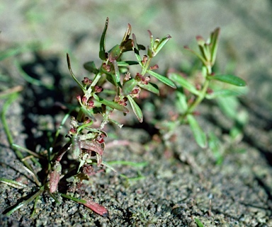 APII jpeg image of Ammannia multiflora  © contact APII