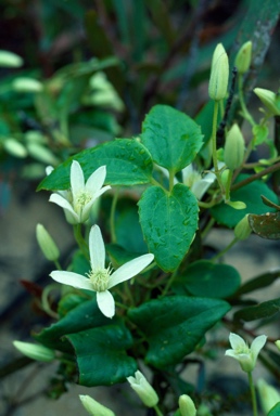 APII jpeg image of Clematis aristata  © contact APII