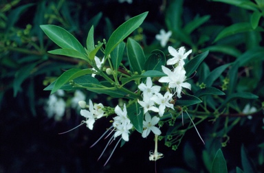 APII jpeg image of Clerodendrum inerme  © contact APII