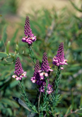 APII jpeg image of Comesperma acerosum  © contact APII