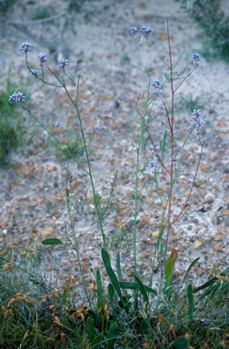 APII jpeg image of Conospermum caeruleum  © contact APII