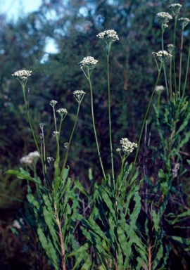 APII jpeg image of Conospermum longifolium subsp. longifolium  © contact APII