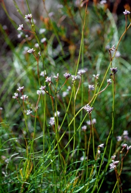 APII jpeg image of Conospermum tenuifolium  © contact APII