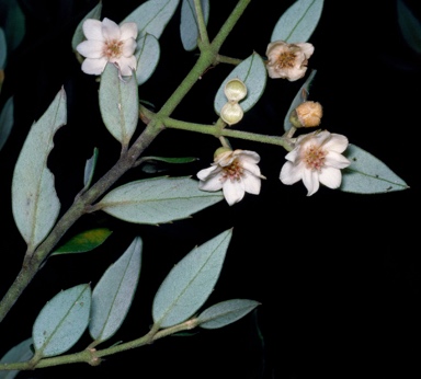 APII jpeg image of Atherosperma moschatum  © contact APII