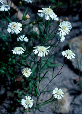 APII jpeg image of Asteridea gracilis  © contact APII