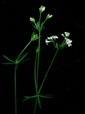 APII jpeg image of Asperula charophyton x conferta  © contact APII