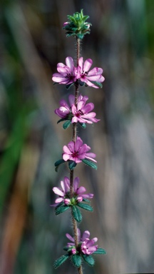 APII jpeg image of Bauera sessiliflora  © contact APII