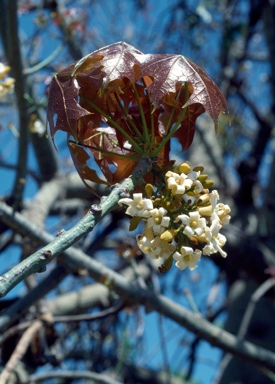 APII jpeg image of Brachychiton australis  © contact APII