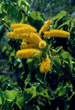 APII jpeg image of Barklya syringifolia  © contact APII