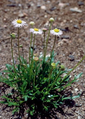 APII jpeg image of Brachyscome sp. 'Tingha'  © contact APII