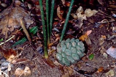 APII jpeg image of Bowenia spectabilis  © contact APII