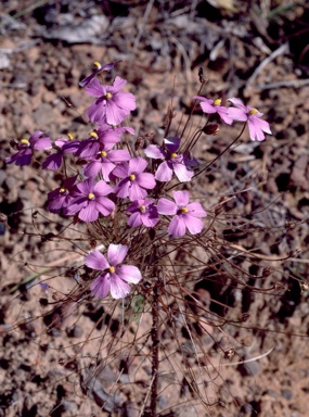 APII jpeg image of Byblis filifolia  © contact APII