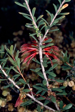 APII jpeg image of Calothamnus quadrifidus subsp. homalophyllus  © contact APII