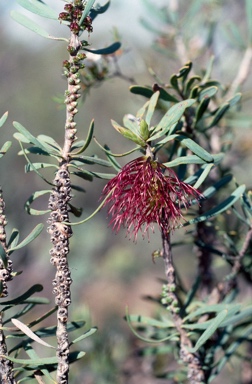 APII jpeg image of Calothamnus planifolius var. pallidifolius  © contact APII