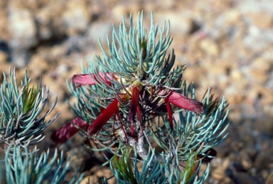 APII jpeg image of Calothamnus torulosa  © contact APII