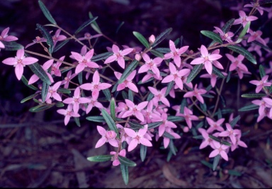 APII jpeg image of Boronia ledifolia  © contact APII